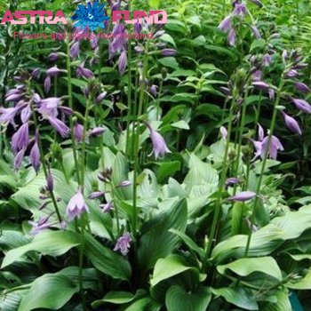 Hosta Betsy King photo