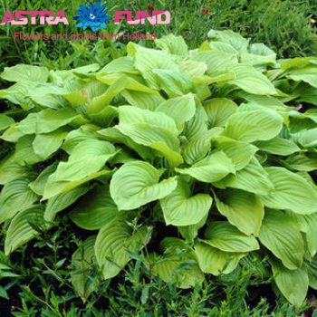 Hosta Royal Standard фото