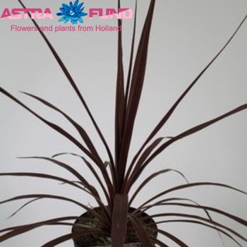 Cordyline Aus. Red Star In Sleeve Foto