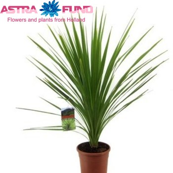 Cordyline Indivisa photo