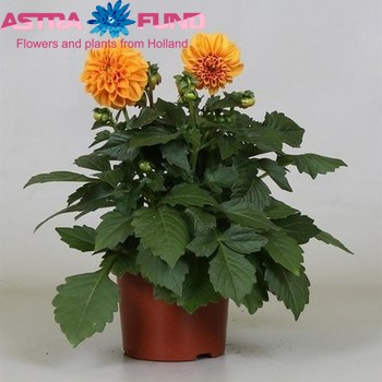 Dahlia Dahliette Orange photo