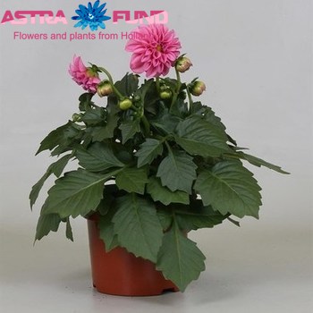 Жоржина Dahliette Pink фото