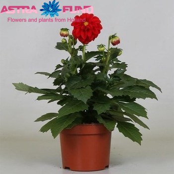 Жоржина Dahliette Red фото