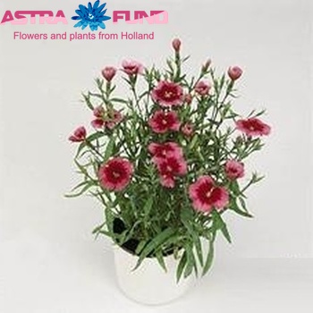 Dianthus Chinensis photo