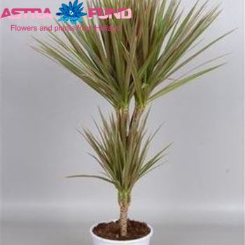 Dracaena Marginata Bicolor photo