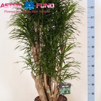 Dracaena Refl Anita zdjęcie