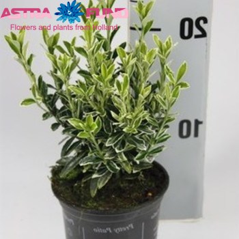 Euonymus Microph. Variegatus photo