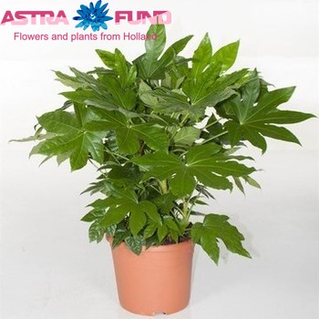 Fatsia Japonica photo