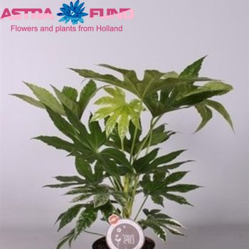 Fatsia Japonica (Aralia) photo