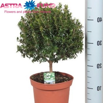 Myrtus Communis photo