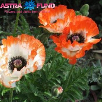 Papaver Picotee фото