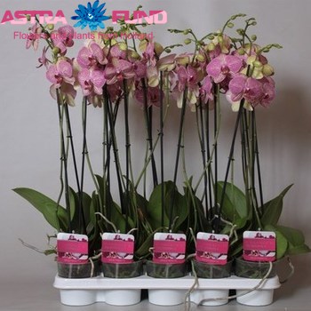 Phalaenopsis Arc 1 стебло фото