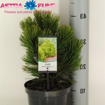 Pinus Compact Gem photo