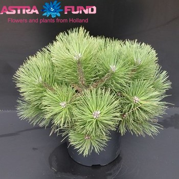 Pinus Nana фото