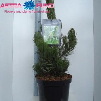 Pinus Satellit фото