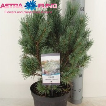 Pinus Watereri фото