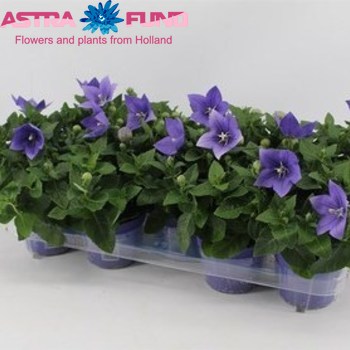 Platycodon Astra Blue photo