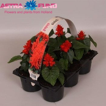 Salvia Splendens (Red) photo