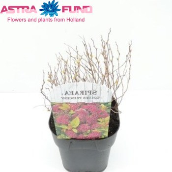 Spiraea Golden Princess Foto