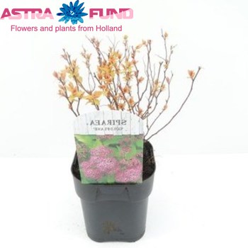 Spiraea Goldflame Foto