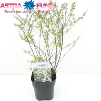 Spiraea Grefsheim Foto