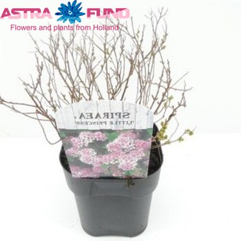 Spiraea Little Princess photo