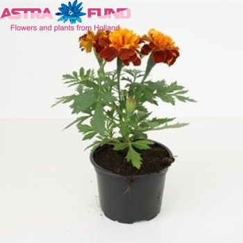 Tagetes Bicolour photo