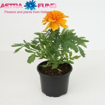 Tagetes BigFlower Orange photo