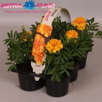 Tagetes Orange photo