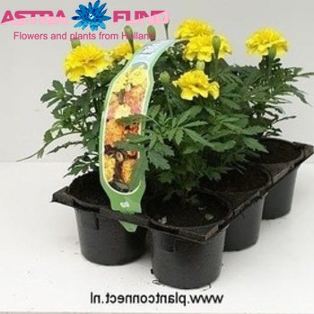 Tagetes Yellow photo