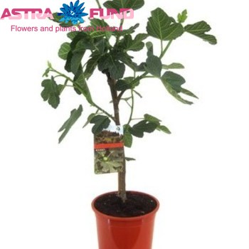 Ficus Carica photo