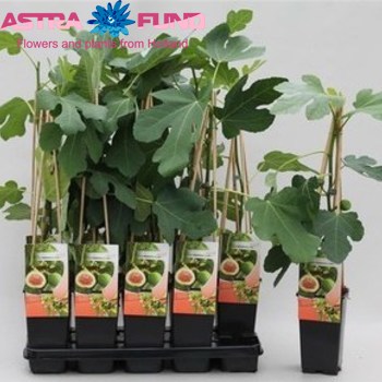 Ficus Carica Brown Turkey Foto