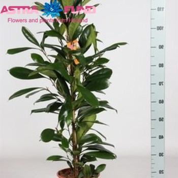 Ficus Cyathistipula foto