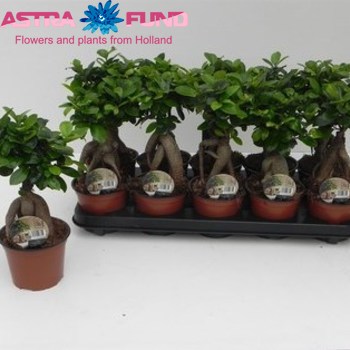 Фикус Ginseng фото