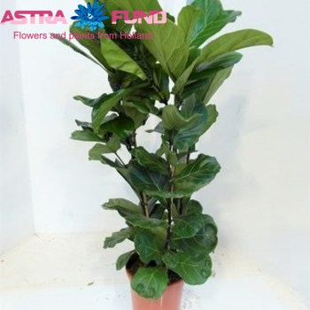 Ficus Lyrata foto