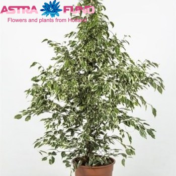 Ficus Starlight foto