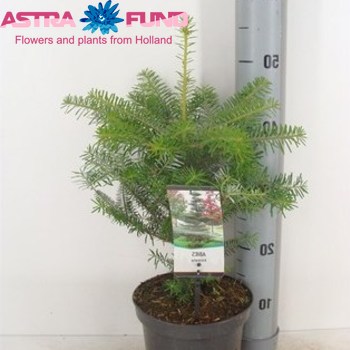 Abies Koreana foto