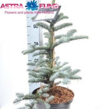 Abies Pro. Glauca фото