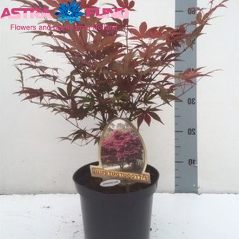 Acer Atropurpureum фото