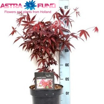 Acer Bloodgood photo