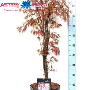 Acer Garnet photo