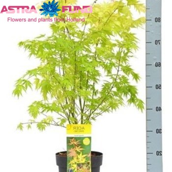 Acer Orange Dream фото