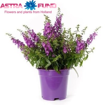 Angelonia Angelmist Purple photo