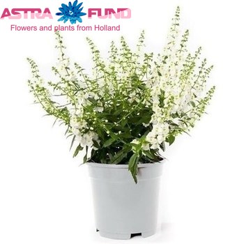 Angelonia Angelmist White zdjęcie