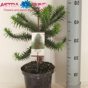 Araucaria Araucana photo