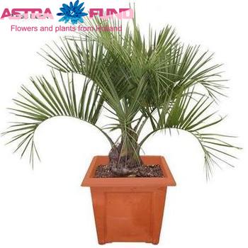 Butia Capitata photo