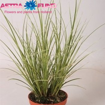 Carex Brunnea Jubilo фото