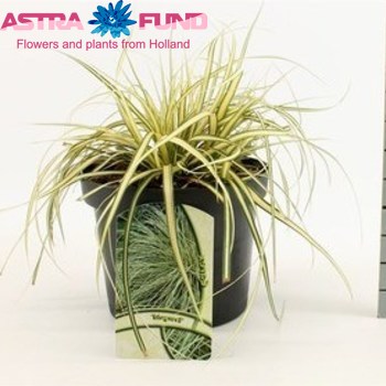 Carex Evergold фото