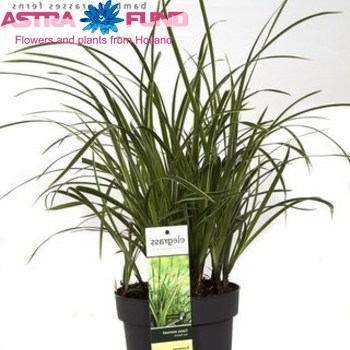 Carex Morrowii Variegata photo