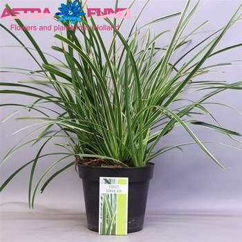 Carex Silver Scepter фото